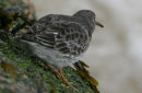 Purple Sandpiper